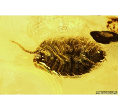 Woodlice Isopoda. Fossil insect in Baltic amber stone #10340