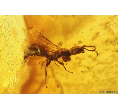 Flat Wasp Bethylidae, Spider and Caterpillar case. Fossil inclusions Baltic amber #11554