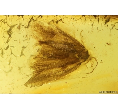 Nice Moth Lepidoptera. Fossil inclusion in Baltic amber #11612