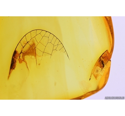 Rare Dragonfly Wing fragment, Odonata. Fossil inclusion in Baltic amber stone #11698