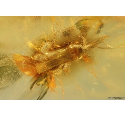 Nice Thrips Thysanoptera and More. Fossil inclusions in Baltic amber #11844