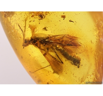 Big Winged Ant Formicidae Formica gustawi. Fossil insect Baltic amber #10582R