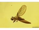 Dance Fly Empididae and Stonefly Plecoptera Fossil inclusions Baltic amber #12464
