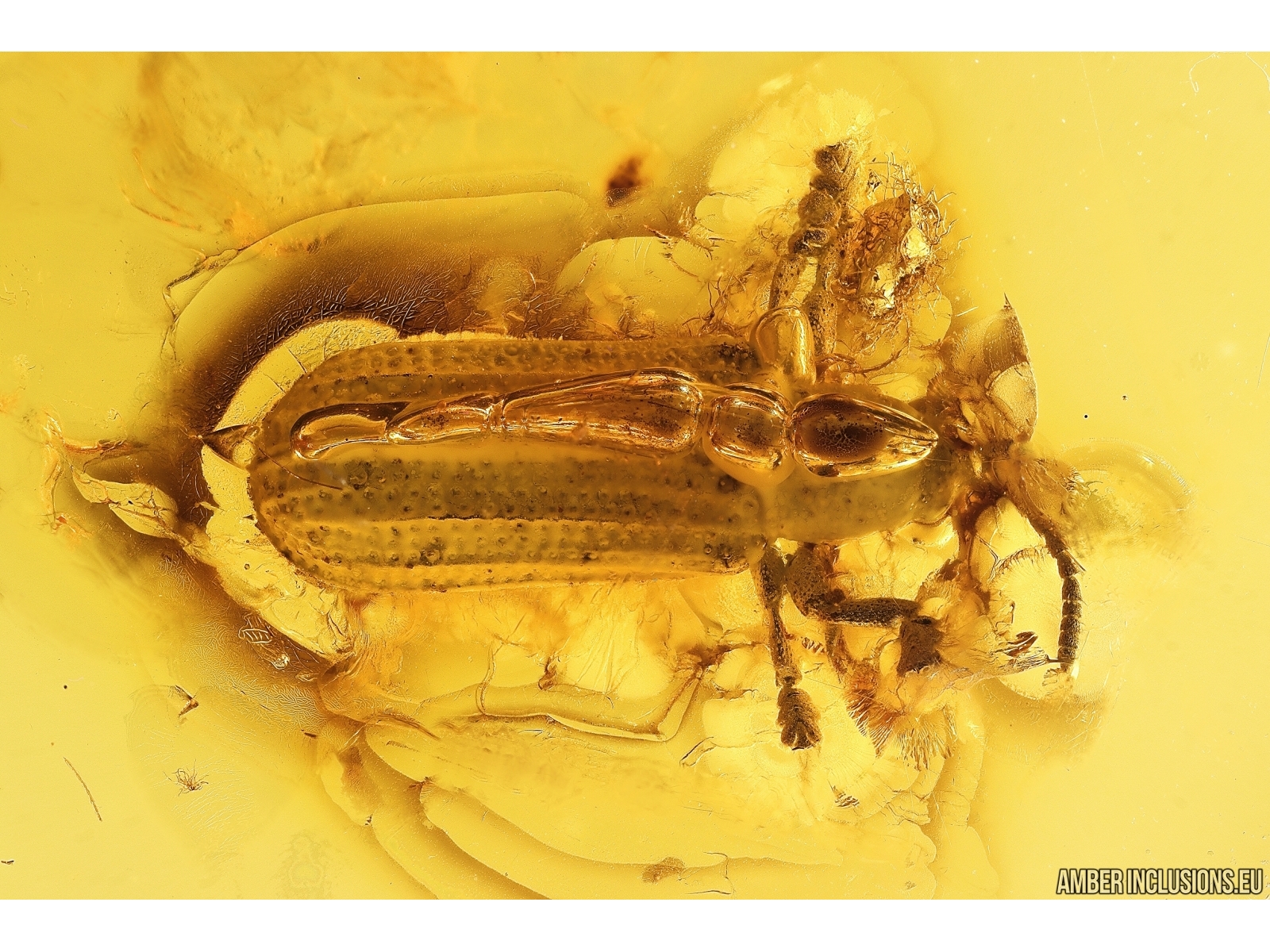 Leaf Beetle Chrysomelidae And Spider Araneae Fossil Inclusions Baltic