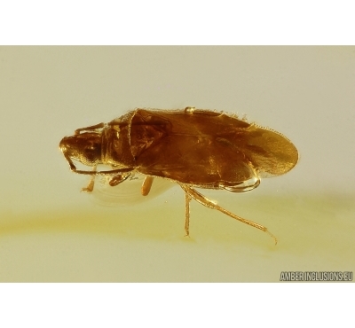 Nice Bug Heteroptera. Fossil insect in Baltic amber #12625