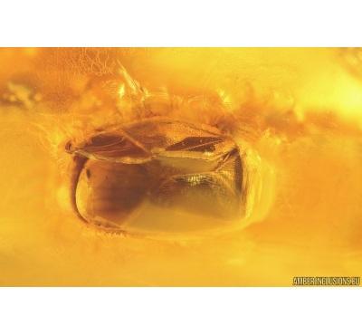 Bug Heteroptera and Mite Acari. Fossil insects in Baltic amber #12628