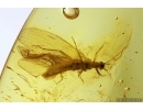 Stonefly Plecoptera. Fossil insect in Baltic amber #12732