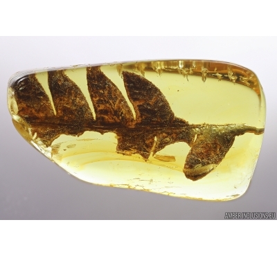Very nice Rare Fern. Fossil inclusion in Baltic amber #12747