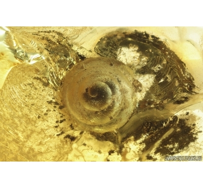 Rare Snail Shell Gastropoda. Fossil inclusion in Baltic amber #12748