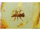 Very Nice Rare Gladiator Mantophasmatodea Raptophasmidae Fosill inclusion Baltic amber #12768