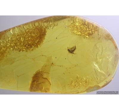 Dark-Winged fungus gnat Sciaridae in Spider Web. Fossil inclusions Baltic amber #12816