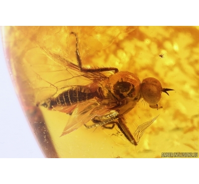 Nice Dance fly Empididae and Stalactite. Fossil inclusions Baltic amber #12824