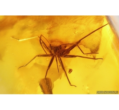 Nice Bug Heteroptera and More. Fossil insects in Baltic amber #12848