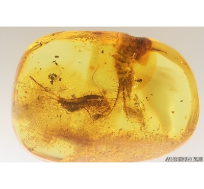 Two Big Bristletails Machilidae. Fossil inclusions Baltic amber #12879