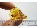 Two Big Bristletails Machilidae and Planthopper Fulgoromorpha. Fossil inclusions Ukrainian Rovno amber #12880R