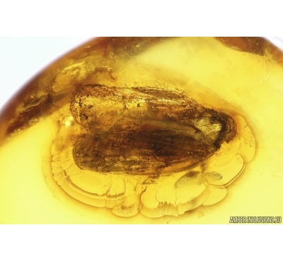 Planthopper Fulgoromorpha Cixiidae Fossil inclusion Baltic amber #12894