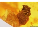 Plant and Piece of amber inside amber. Fossil inclusions Baltic amber #12950