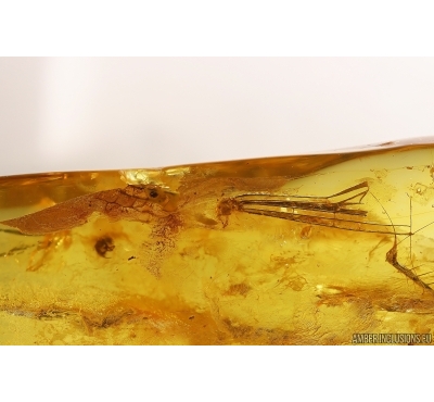 Rare Dragonfly Fragments, Odonata. Fossil inclusions in Baltic amber stone #13011