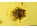 Ant Hymenoptera and Coprolites. Fossil inclusions Baltic amber #13022