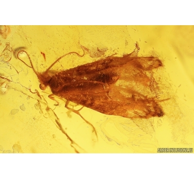Nice Rare Moth Lepidoptera. Fossil inclusion in Baltic amber #13037