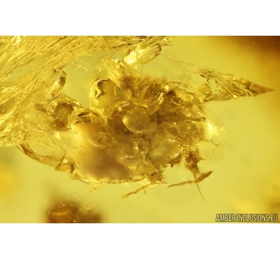 Nice Unknown Eggs and Scuttle Fly Phoridae. Fossil inclusions Baltic amber stone #13038