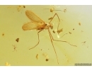 Crane fly Limoniidae, Spider and Coprolite. Fossil inclusions Baltic amber #13096