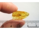 Mayfly, Ephemeroptera. Fossil insect Baltic amber stone #13107