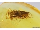 Caddisfly Trichoptera and Click beetle Elateroidea. Fossil insects in Baltic amber #13111
