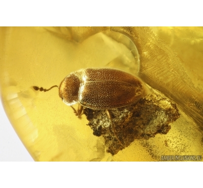 Beetle Coleoptera and More. Fossil insects Baltic amber #13118