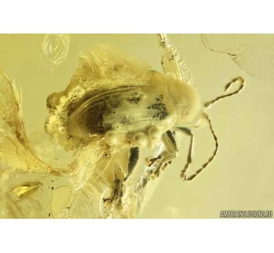  Flea Beetle Chrysomelidae Galerucinae Alticini. Fossil insect Ukrainian Rovno amber #13126R