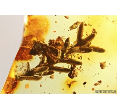 Rare Nice Plant Cypress, Cupressaceae and Unknown inclusion. Fossil inclusions Ukrainian Rovno amber #13161R