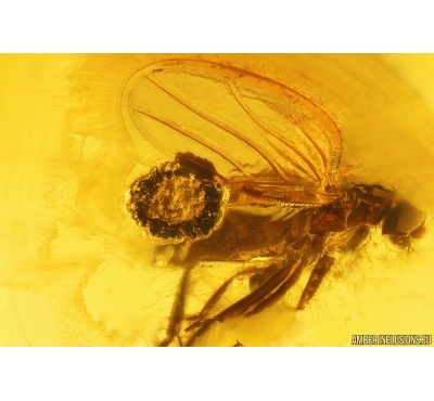 Fungus gnat Mycetophilidae, Wood gnat Anisopodidae pupae, Scuttle Fly Phoridae and unknown formation. Fossil inclusions Baltic amber #13177
