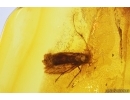 Nice Moth Lepidoptera, Moth fly Psychodidae and More. Fossil inclusions Baltic amber #13188