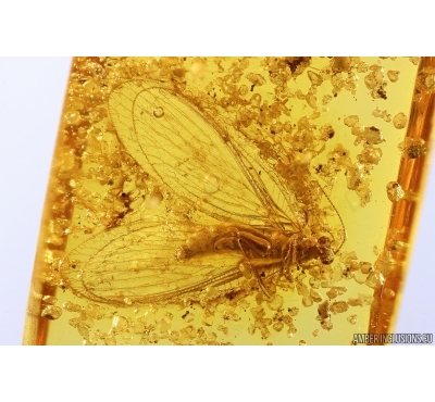 Nice Lacewing Neuroptera Nevrothidae Rophalis, Quartz sands and probably Aquatic Plant. Fossil inclusions Baltic amber #13194