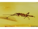 Walking stick Phasmatodea with Coprolites. Fossil inclusions Baltic amber #13216