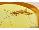 Action! Crane Fly Limoniidae with Mite Acari. Fossil insects Baltic amber #13231