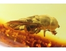 Nice Hover Fly Syrphidae. Fossil inclusion in Baltic amber #13232