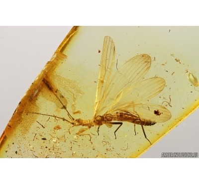 Nice Rare Stonefly Plecoptera. Fossil insect in Baltic amber #13235