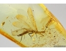 Nice Rare Stonefly Plecoptera. Fossil insect in Baltic amber #13235