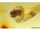 3 Beetle Larvae. Fossil insects Baltic amber #13294