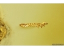 3 Beetle Larvae. Fossil insects Baltic amber #13294