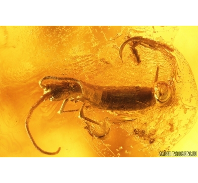Nice Big Springtail Collembola. Fossil inclusion Baltic amber #13295