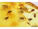 Swarm of Long-legged flies Dolichopodidae, Leaf and Coprolite. Fossil Inclusions Baltic amber #13303