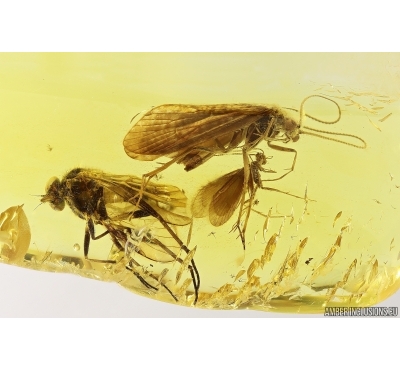 Two Caddisflies Trichoptera and Snipe Fly Rhagionidae. Fossil inclusions Baltic amber #13309
