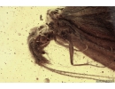  Rare Large Caddisfly Lepidostomatidae, Palaeolepidostoma proavum. Fossil Inclusion In Baltic amber #1930