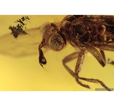 CONOPIDAE Large Thick-Headed Fly. Fossil insect in BALTIC AMBER #1982