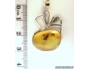 Genuine Baltic amber golden pendant with fossil insect- Caddisfly #g160_0007