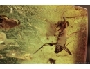 MANTODEA, Praying Mantis Inclusion In BALTIC AMBER #2128