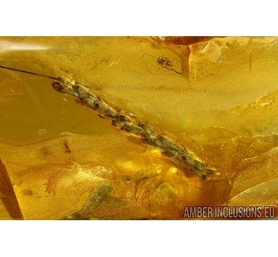 Nice looking THUJA in Baltic amber In BALTIC AMBER #4056