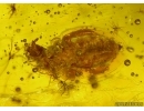 Very nice BIG BUD, Beetle and more In BALTIC AMBER #4058